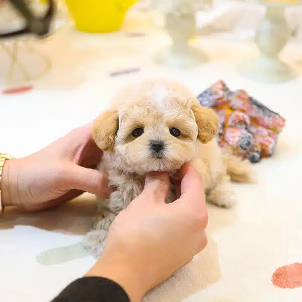 Ipeksi Kadife Tuy Yapili Toy Poodle Bebeklerim
