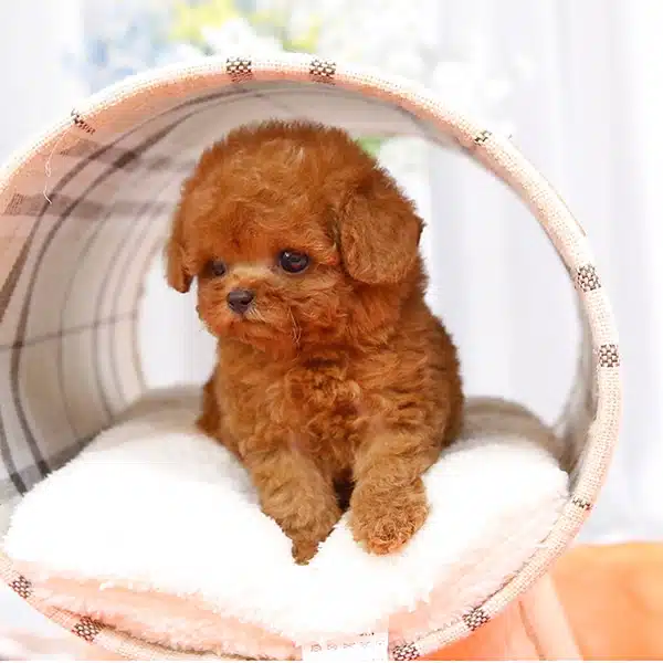 Sitenin En Ozel Toy Poodle Bebisleri