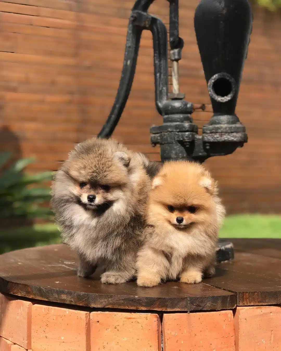 Ayı Surat Pomeranian Boo Yavruları
