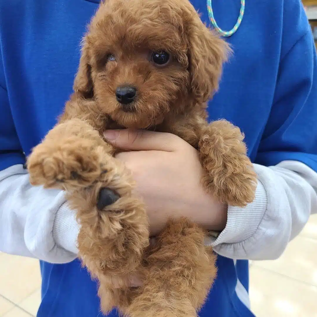 Dünya Tatlısı Toy Poodle Yavruları