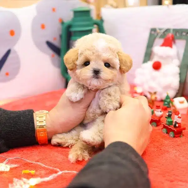 Ipeksi Kadife Tuy Yapili Toy Poodle Bebeklerim