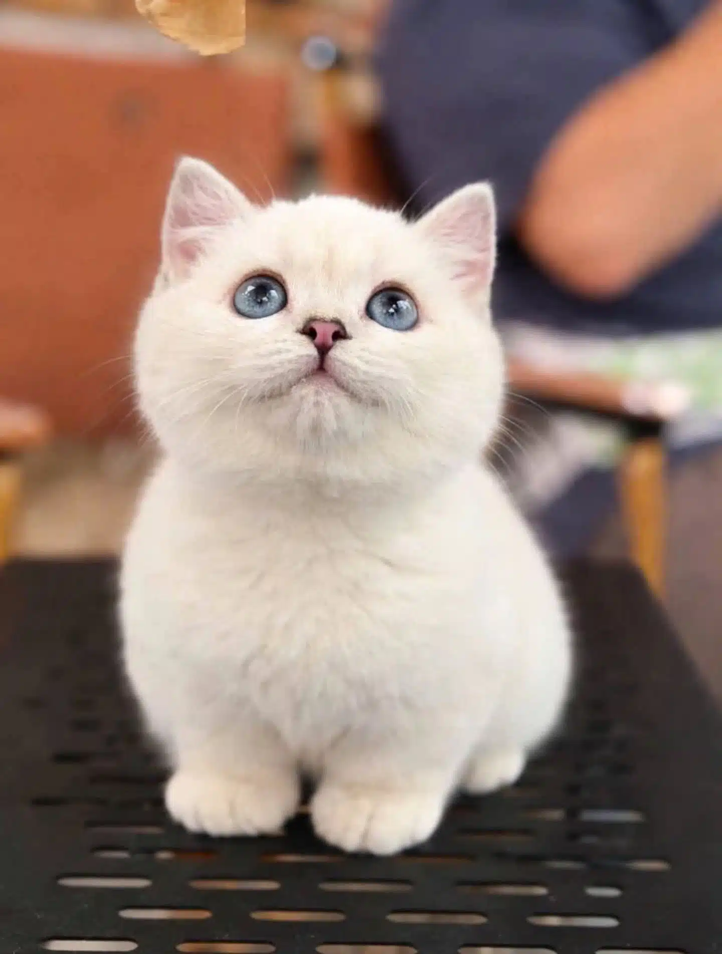 Show Kalite Topaç Kafa Sevimli Bebeklerim