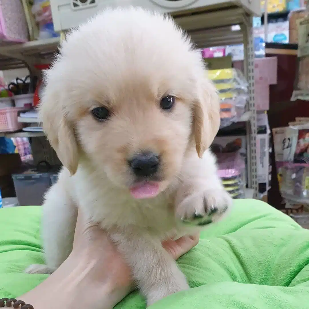 Bebek Yüzlü Golden Retriever Yavruları