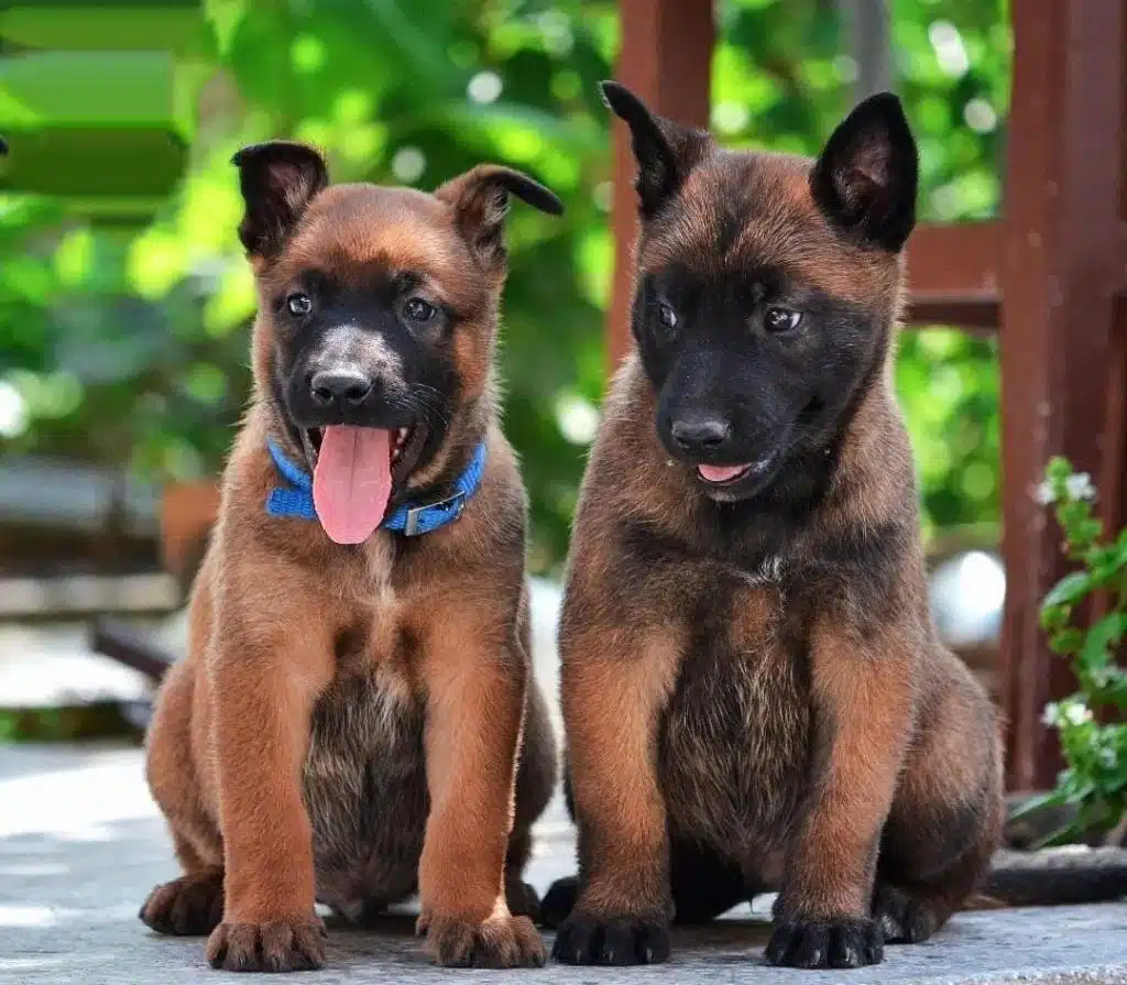 Belçika Malinois Yavruları