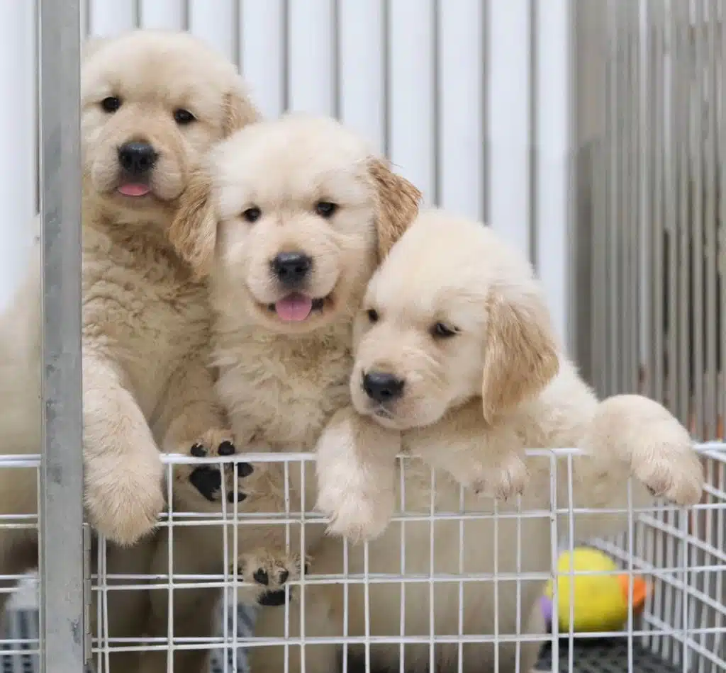 Golden Retriever Efsane Yavrular