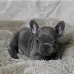 French Bulldog Yavruları
