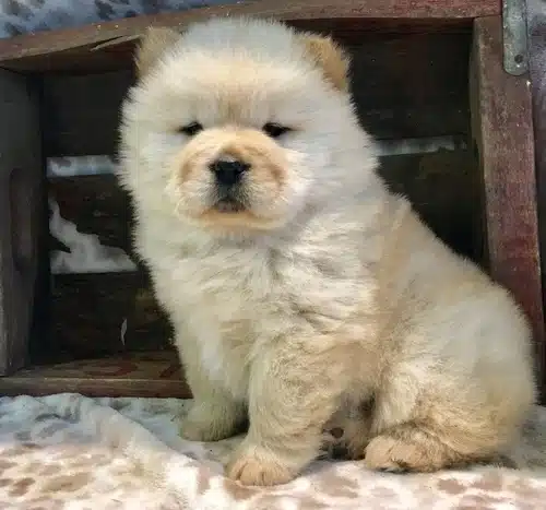 Irk Garantili Chow Chow Yavruları