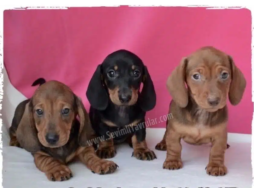 Dachshund ( Sosis Köpek ) Yavruları