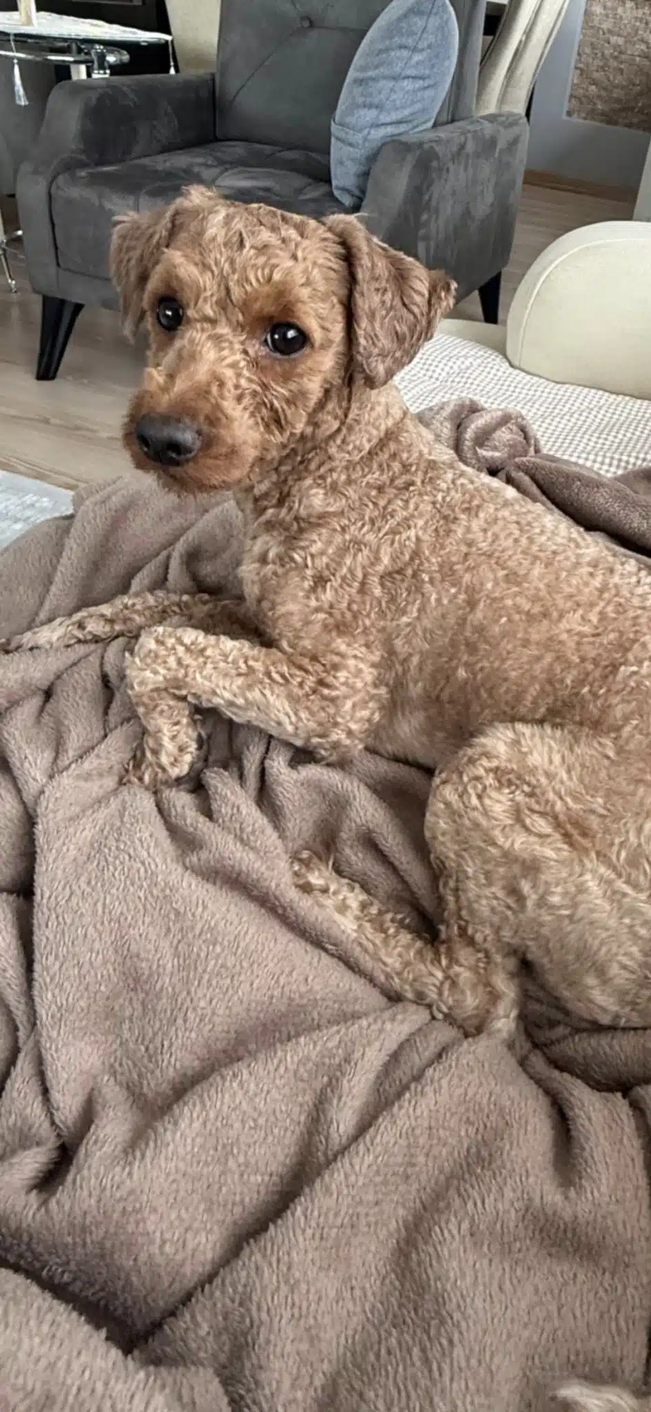 Eğitimli Toy Poodle Oğlumuz
