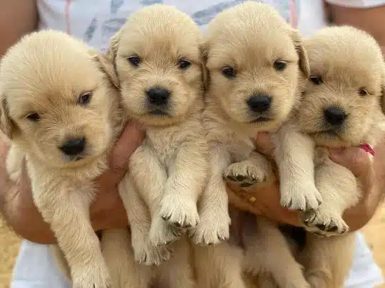 Sevimli Golden Retriever Yavruları