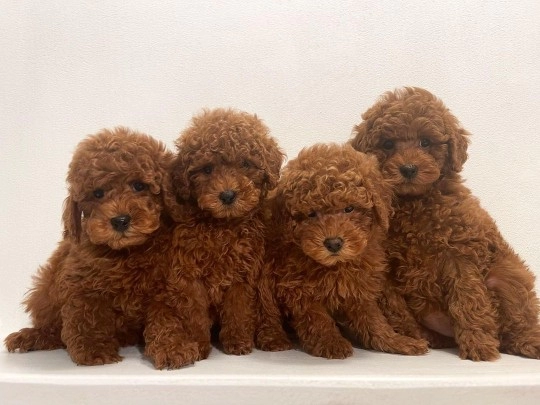 Dünya Tatlısı Toy Poodle Yavruları
