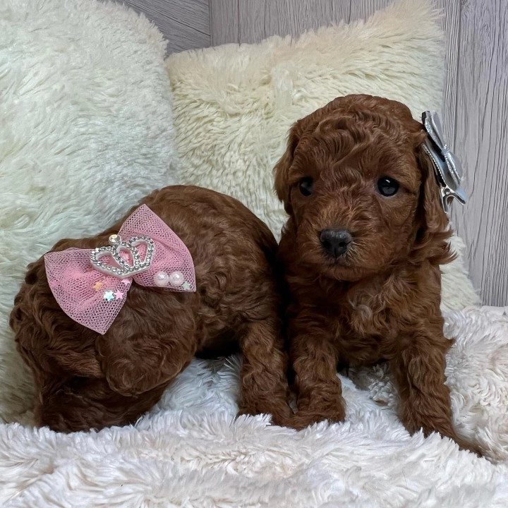 Kaliteli Toy Poodle Yavruları