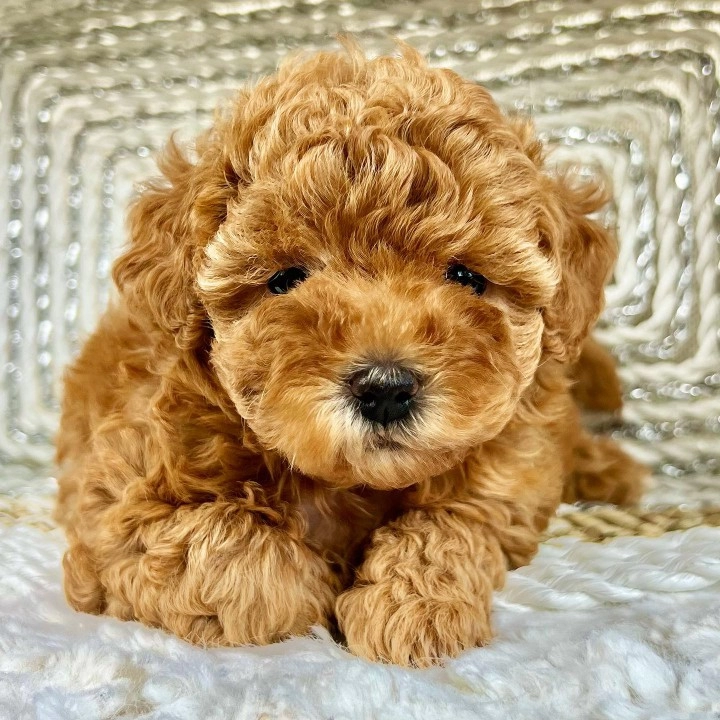 Irk Garantili Toy Poodle Yavruları