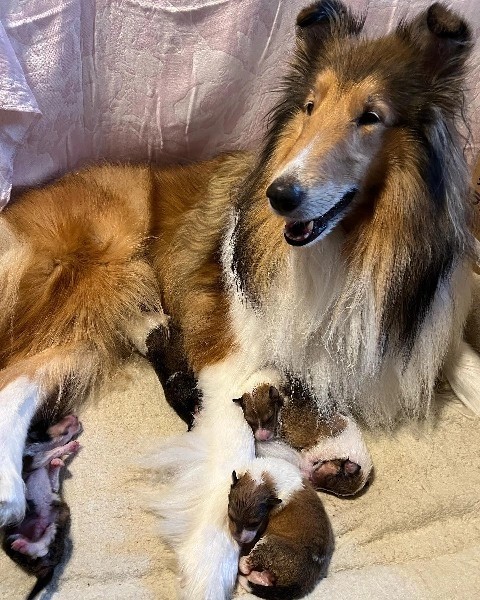 Rough Collie ( Lessie ) Yavruları