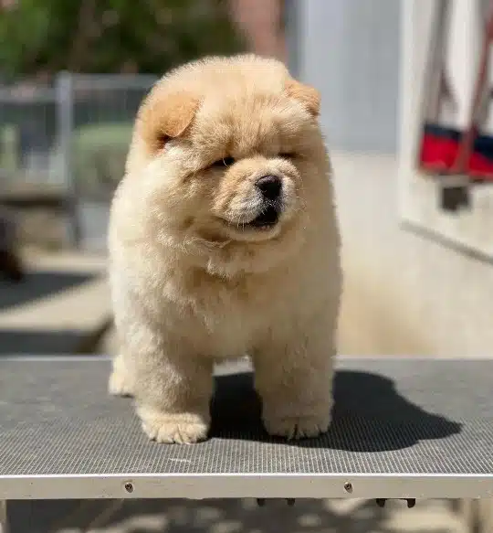 Irk Garantili Chow Chow Yavruları