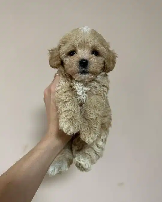 Irkının Güzelleri Maltipoo Yavruları