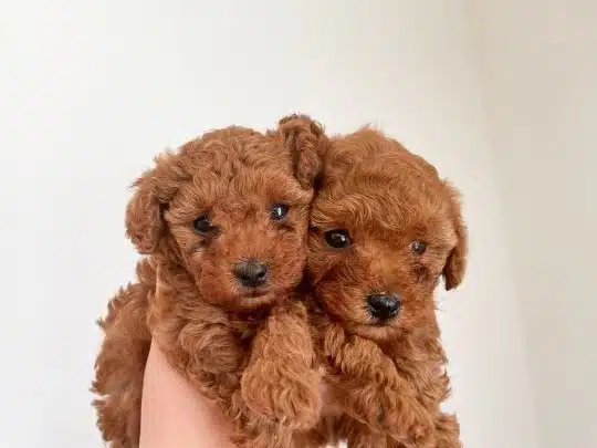 Özel Toy Poodle Yavruları