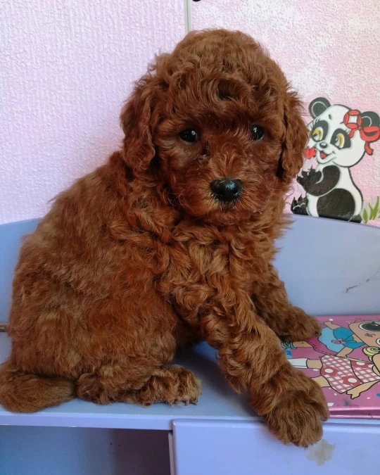 Irkının Güzel Toy Poodle Yavruları