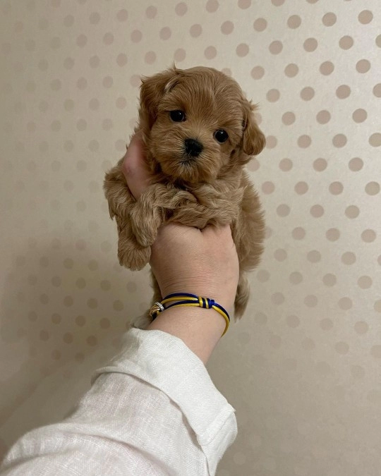 Irk Garantili Maltipoo Yavruları