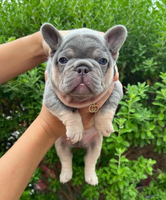 Lilac Tan French Bulldog Yavruları