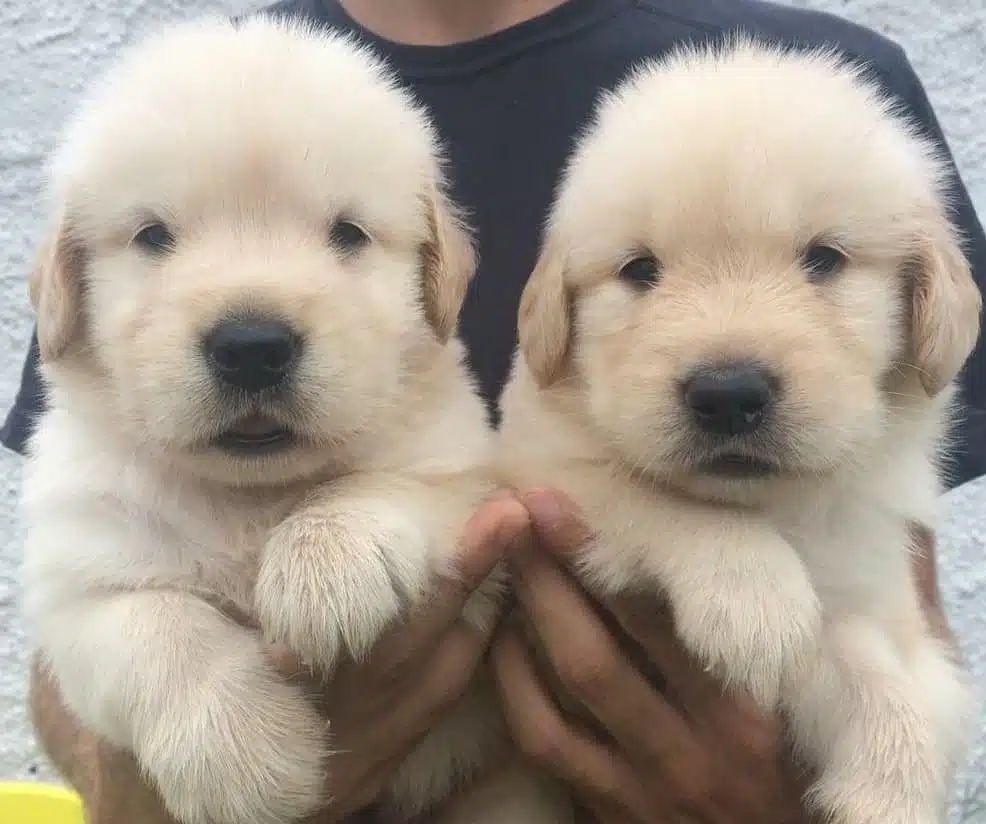 Irk Garantili Golden Retriever Yavruları