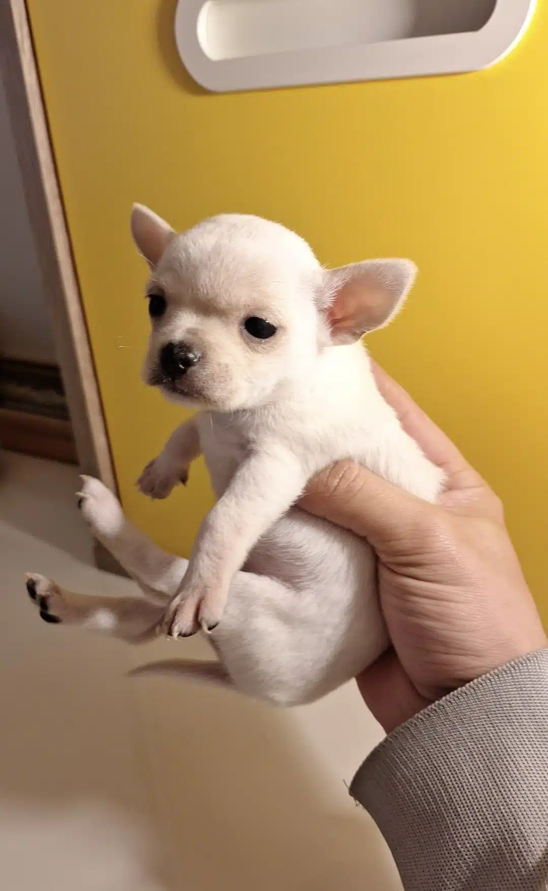 Mükemmel Chihuahua Bebekler