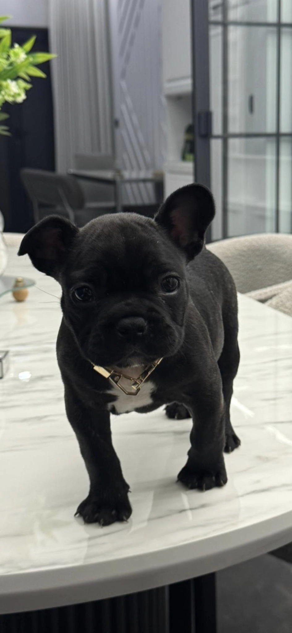 Mükemmel Kalitede French Buldog Bebeklerimiz
