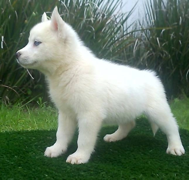 Beyaz Renk Mavi Gözlü Husky Yavruları