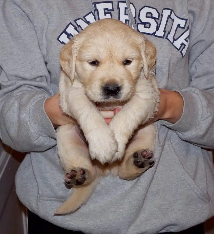 Bebek Yüzlü Golden Retriever Yavruları