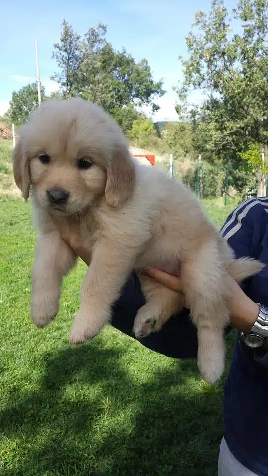 Golden Retriever Yavruları