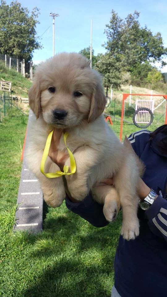 Safkan Golden Retriever Yavruları