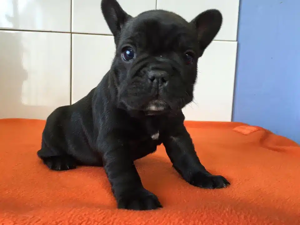 Irk Garantili French Bulldog Yavrulari