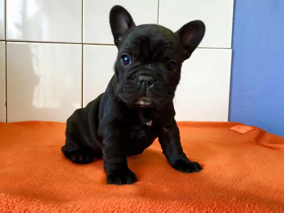 Irk Garantili French Bulldog Yavrulari