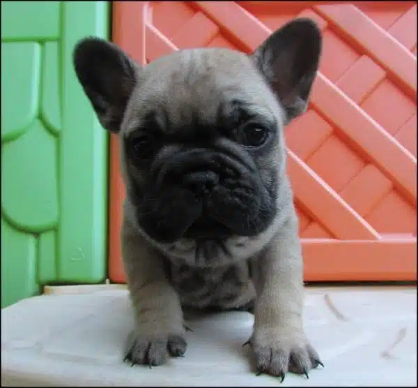 Irk Garantili French Bulldog Yavrulari