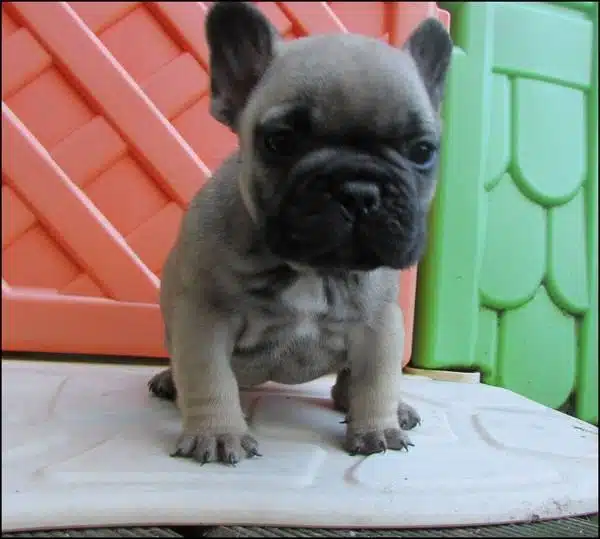 Irk Garantili French Bulldog Yavrulari