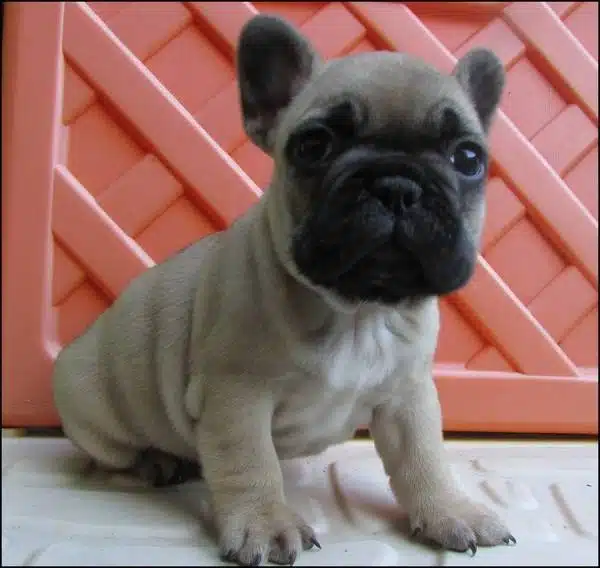 Irk Garantili French Bulldog Yavrulari