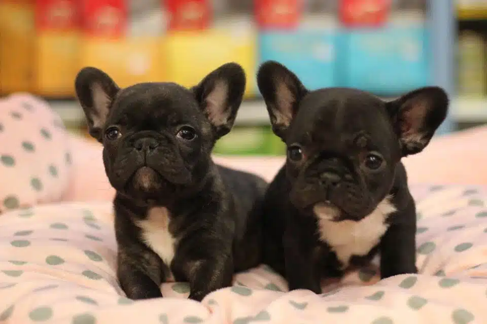 French Bulldog Yavruları