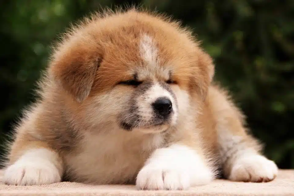 Irk Garantili Akita İnu Yavruları