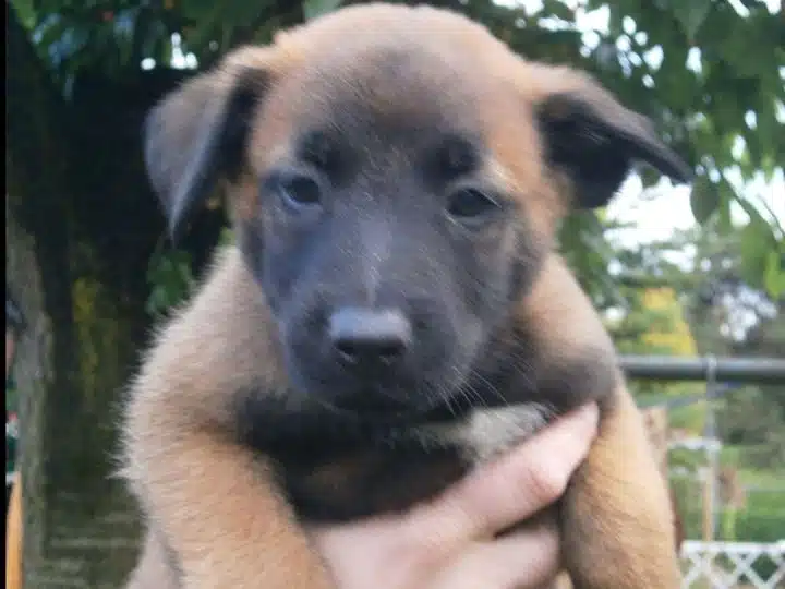 Belçika Malinois Yavruları