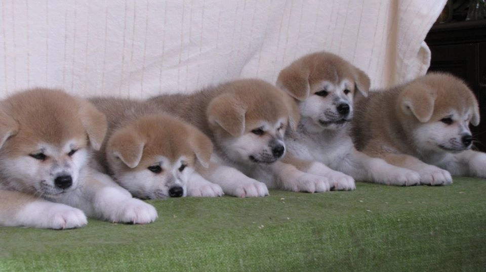 Japon Akita İnu Yavruları