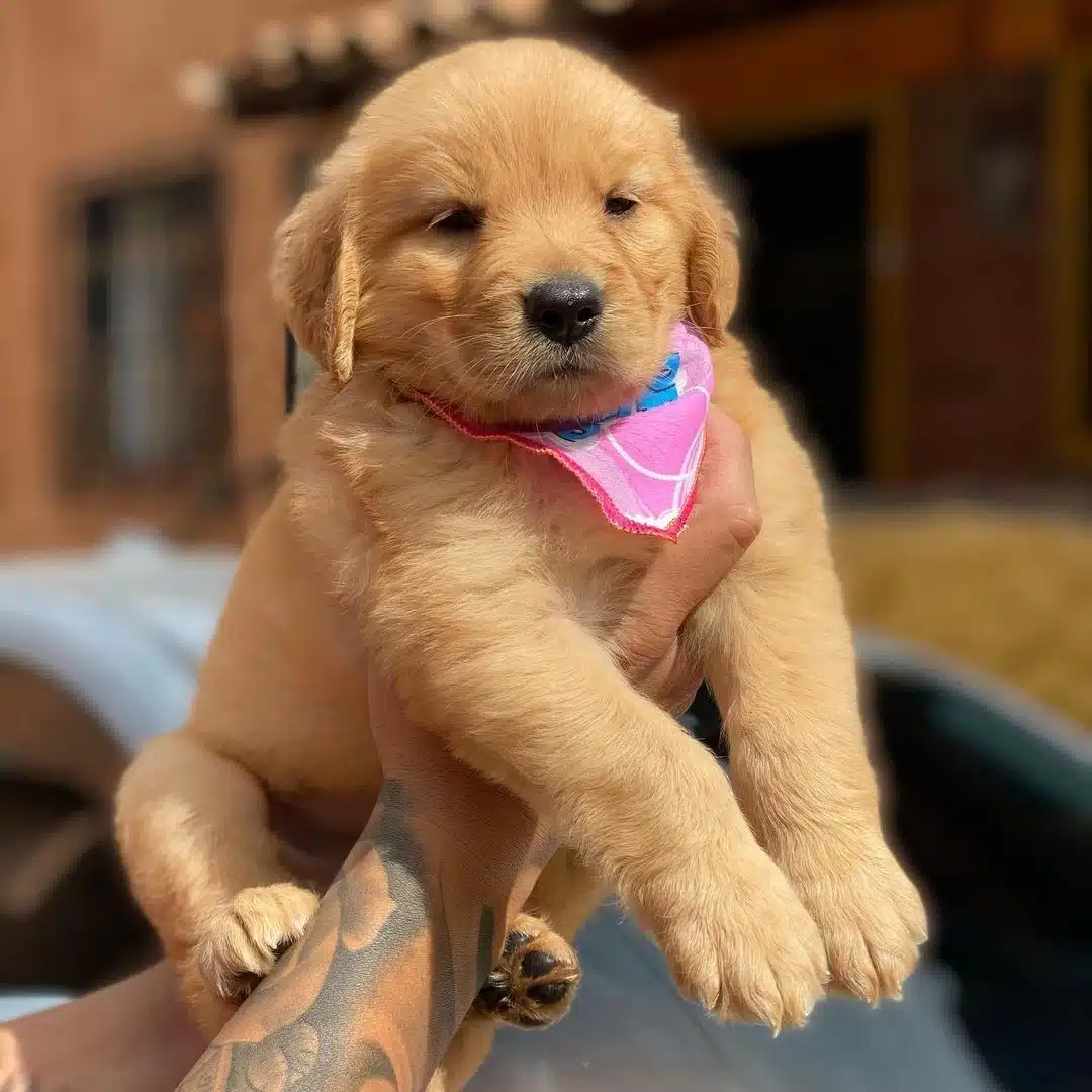 Golden Retriever Yavruları