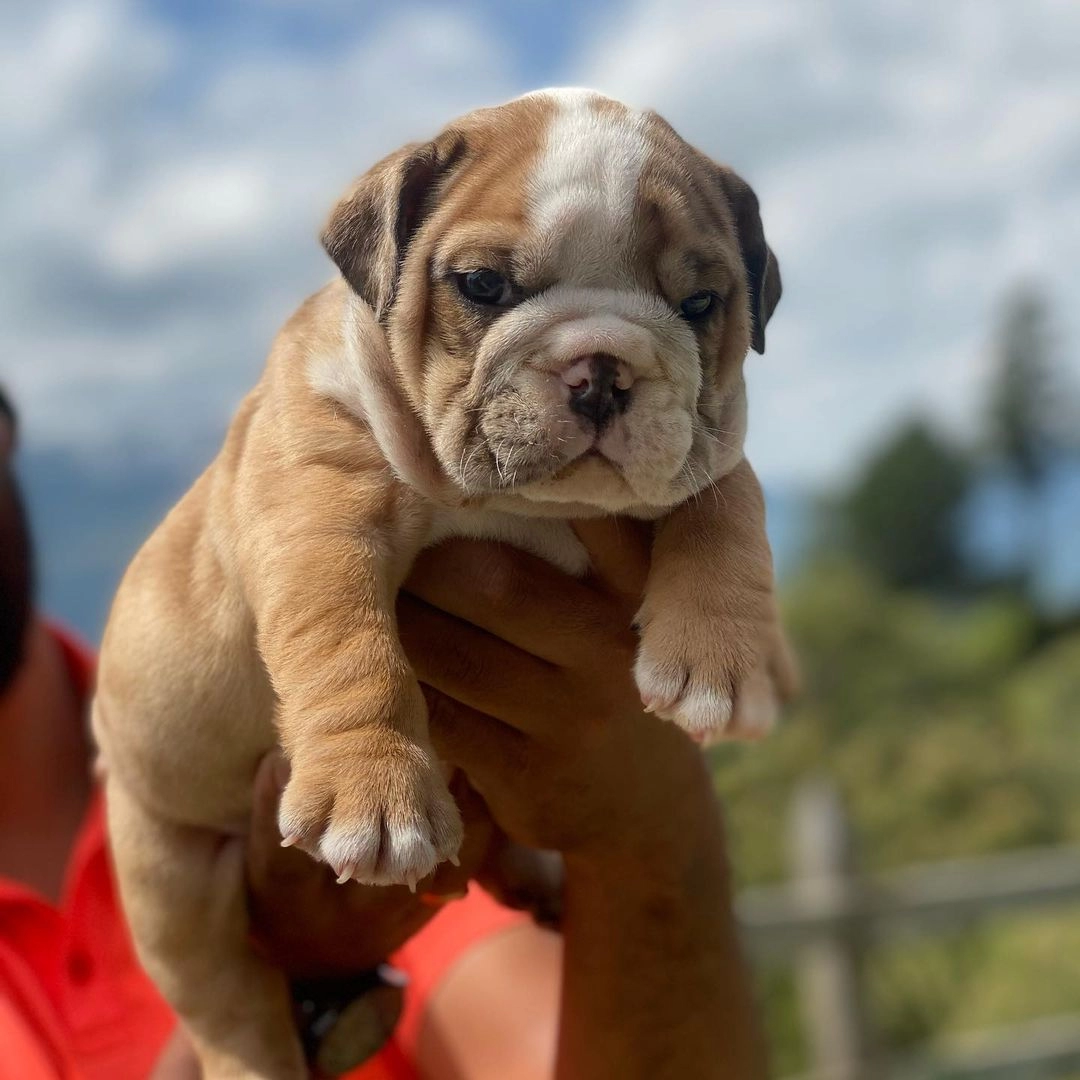 İngiliz Bulldog Yavruları