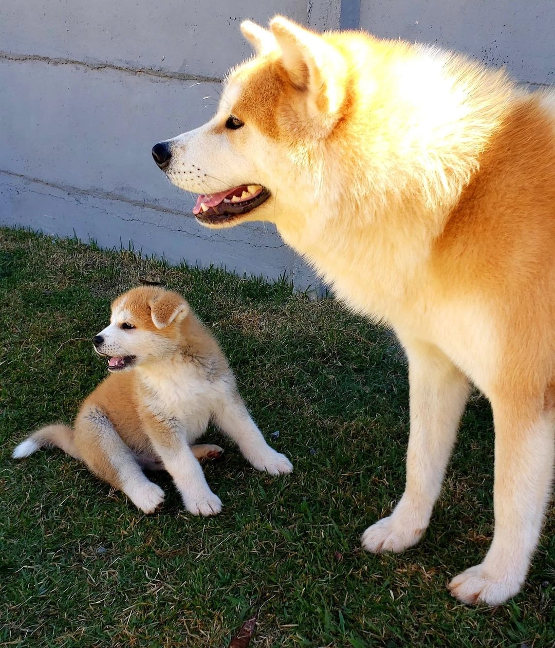 Irkının İyisi Japon Akita İnu Yavruları