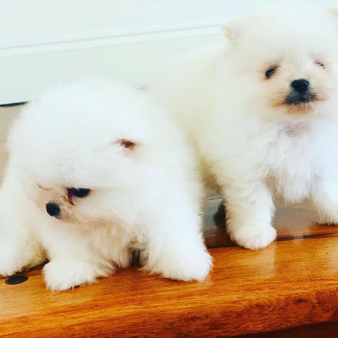 Pomeranian Boo Yavrulari