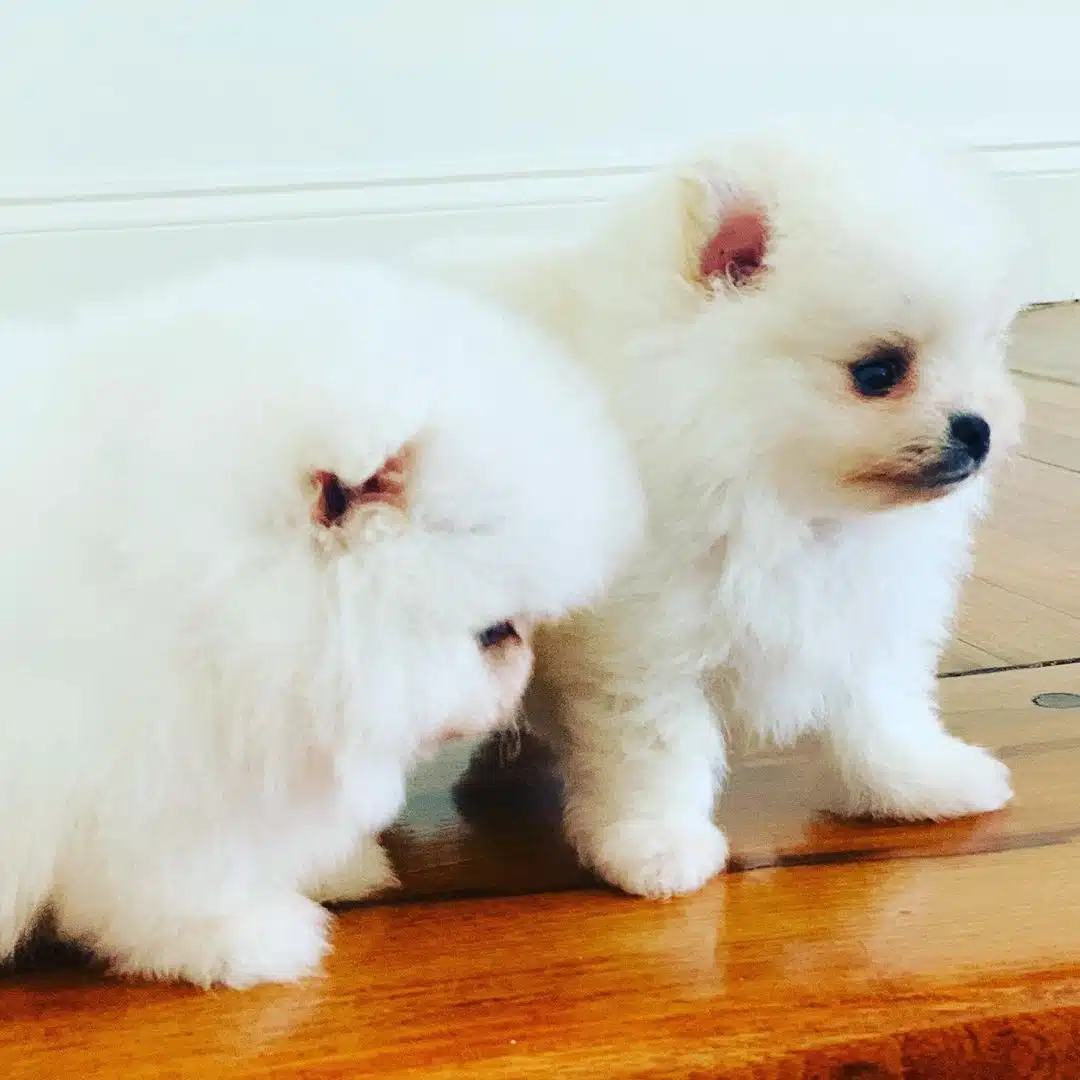Pomeranian Boo Yavrulari
