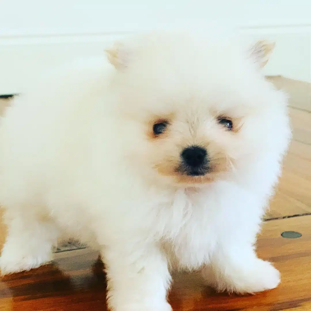 Pomeranian Boo Yavrulari