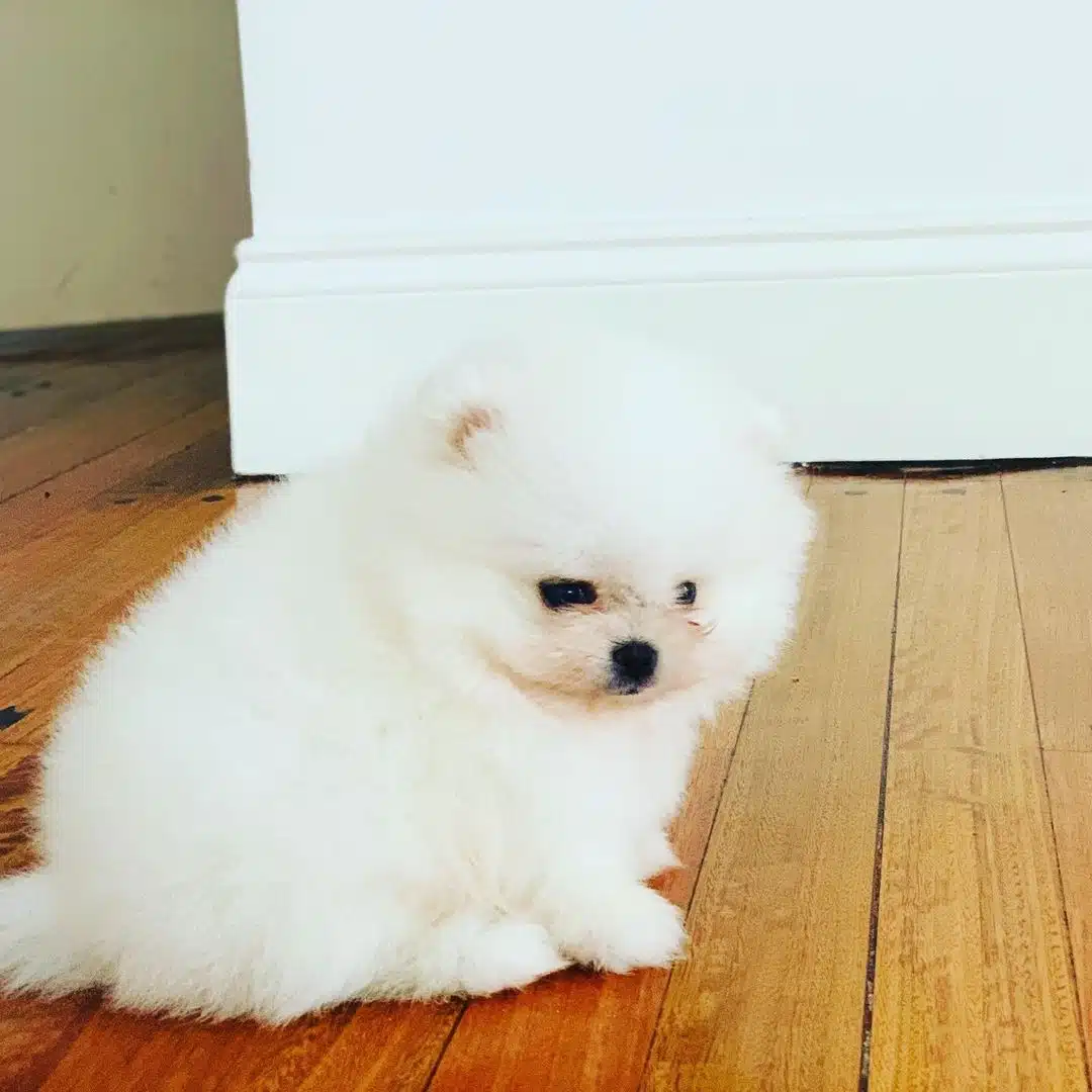 Pomeranian Boo Yavrulari