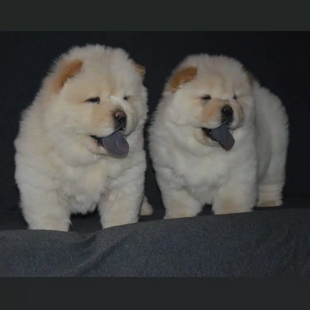 Irk Garantili Chow Chow Yavruları
