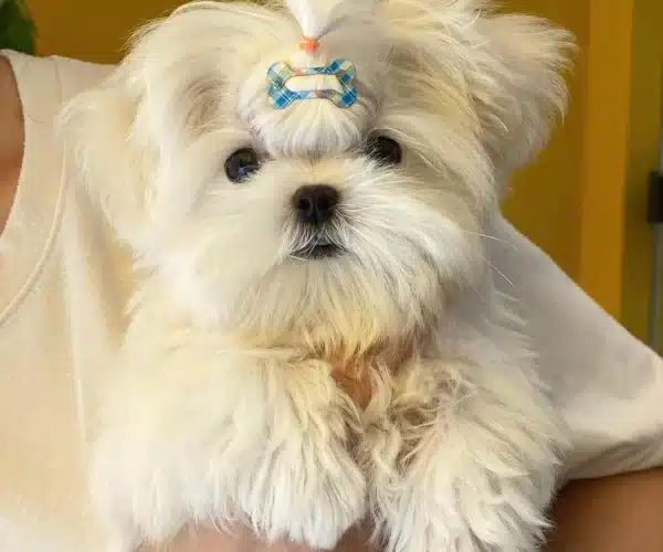 Fci A Secere Maltese Yavrulari