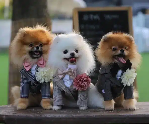 Teddy Bear Pomeranian Yavrulari